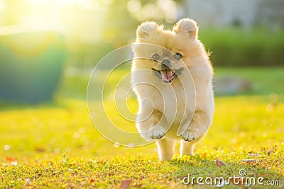 Cute puppies Pomeranian Mixed breed Pekingese dog run on the grass with happiness Stock Photo