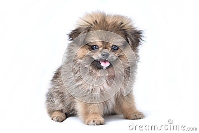 Cute puppies Pomeranian Mixed breed Pekingese of dog standing on white background Stock Photo