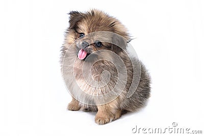 Cute puppies Pomeranian Mixed breed Pekingese of dog standing on white background Stock Photo