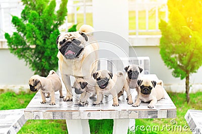 Cute puppies Pug with mother Stock Photo