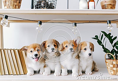 Cute puppies on a wooden shelf Stock Photo
