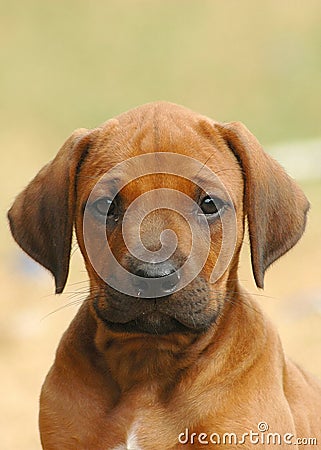 Cute puppy Stock Photo