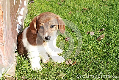 Cute puppy Stock Photo