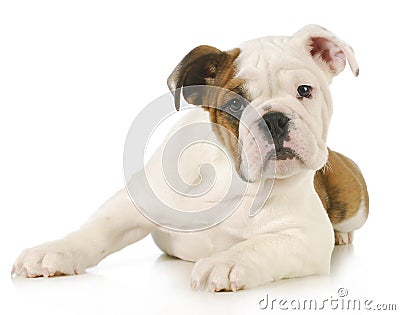 Cute puppy Stock Photo