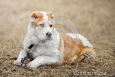 Cute puppy Alabai Asian shepherd Stock Photo