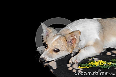 Cute puppy ate the flower and resting on the litter. Stock Photo