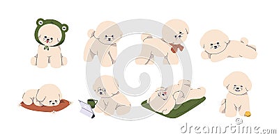 Cute puppy of Bichon frise breed. Funny dogs, little canine animals, toy doggies set. Sweet pups walking, lying Vector Illustration