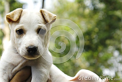 Cute puppy blurred background Stock Photo