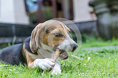 Cute puppy breed beagle dog on a natural green background. Tropical island Bali, Indonesia. Stock Photo