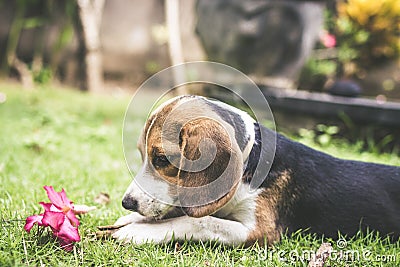 Cute puppy breed beagle dog on a natural green background. Tropical island Bali, Indonesia. Stock Photo