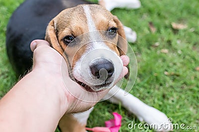 Cute puppy breed beagle dog on a natural green background. Tropical island Bali, Indonesia. Stock Photo