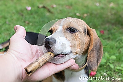 Cute puppy breed beagle dog on a natural green background. Tropical island Bali, Indonesia. Stock Photo