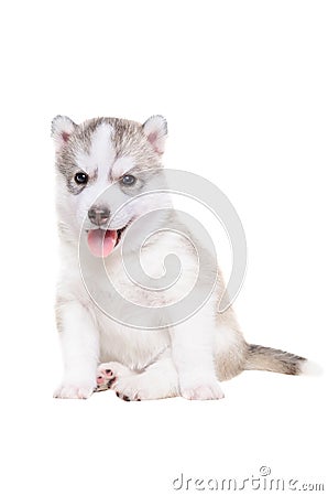 Cute puppy breed Husky sitting sticking his tongue out Stock Photo