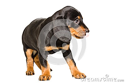 Cute puppy breed Slovakian Hound licking his nose Stock Photo
