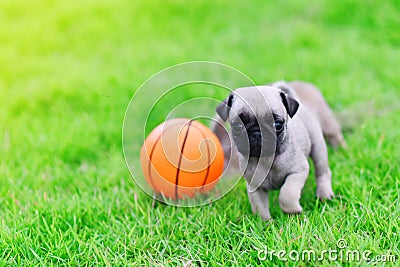 Cute puppy brown Pug with ball Stock Photo