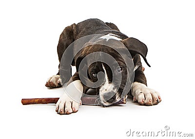 Cute Puppy Chewing on Bully Stick Stock Photo