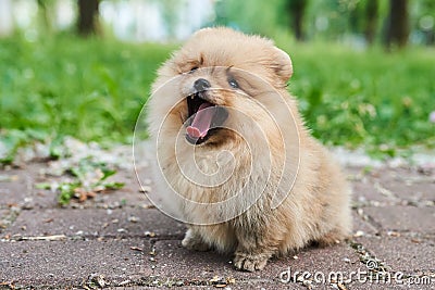 Cute puppy cream Pomeranian street yawns. Stock Photo