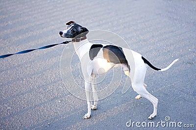 Cute puppy dog doggy cutie Stock Photo