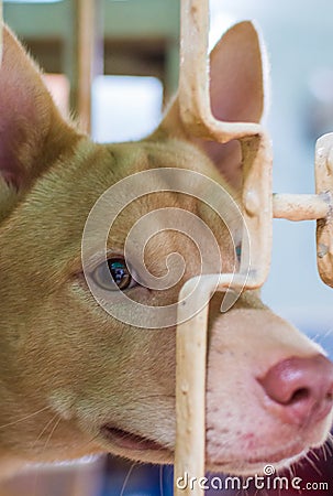 Cute puppy dog peeking out from window grille Stock Photo