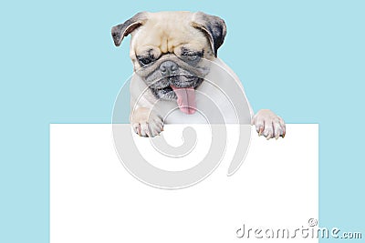 Cute puppy dog pug above banner look down with copy scape for label on blue background, Mockup template for gift certificate Stock Photo