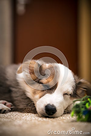 Cute Puppy Dog sleeping at home, mix-breed australian shepherd indoor Stock Photo
