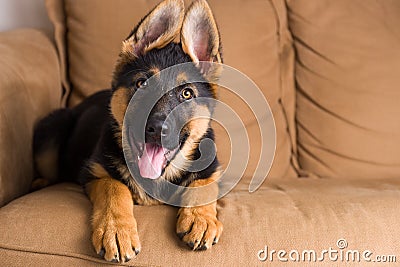 Cute puppy dog in a sofa Stock Photo