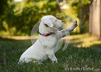 Cute Puppy Dogo Argentino sitting in grass. Stock Photo