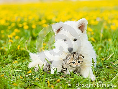 Cute puppy embracing a kitten on a dandelion field Stock Photo