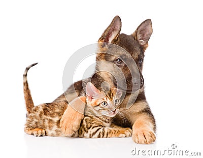 Cute puppy embracing little kitten. isolated on white background Stock Photo