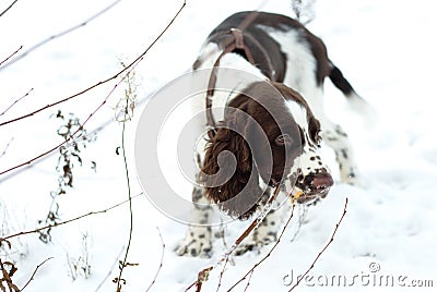 Cute Puppy English Springer Spaniel Walk on first snow. Stock Photo