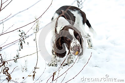 Cute Puppy English Springer Spaniel Walk on first snow. Stock Photo