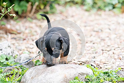 Cute puppy in the garden. dog on a small leash. Against flower and plant background Stock Photo