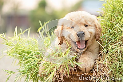 Cute puppy Golden Retriever eating small bamboo plants or Thyrsostachys siamensis Gamble in garden pot Stock Photo