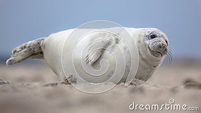 Cute puppy harbor seal Stock Photo