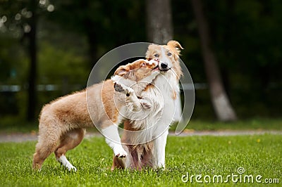 Cute puppy kisses red dog Stock Photo
