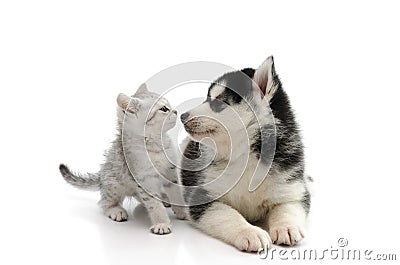 Cute puppy kissing cute tabby kitten on white background Stock Photo