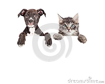 Cute Puppy And Kitten Hanging Over White Banner Stock Photo