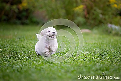 Cute puppy, Maltese dog breed, running in a garden, happy and healthy Stock Photo