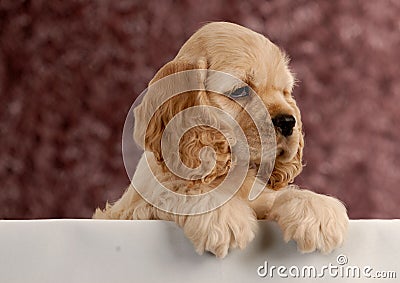 Cute puppy with paws up Stock Photo