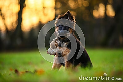 Cute puppy Stock Photo