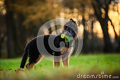 Cute puppy Stock Photo