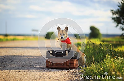 Cute puppy red dog Corgi sits on two old suitcases on a rural road waiting for transport while traveling on a summer day Stock Photo