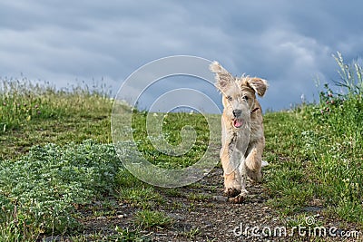 Cute puppy running in the grass Stock Photo