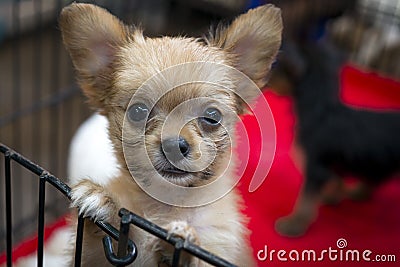 Cute puppy for sale Stock Photo