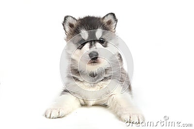 Cute puppy Siberian husky Stock Photo