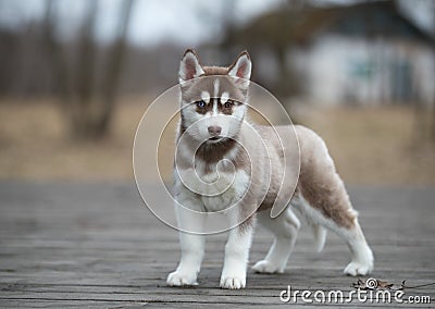 Cute puppy Siberian husky Stock Photo