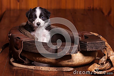 Cute puppy sitting inside an old horse collar Stock Photo