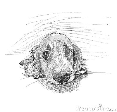Cute puppy sketch Stock Photo