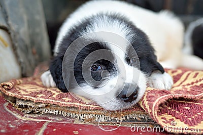 Cute puppy Stock Photo