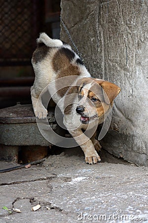 A cute puppy steping down and barking at door gate Stock Photo